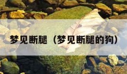 梦见断腿（梦见断腿的狗）