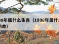 1988年属什么生肖（1988年属什么生肖的命）