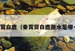 秦霄贤白鹿（秦霄贤白鹿跳水是哪一期）