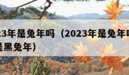 2023年是兔年吗（2023年是兔年吗什么是黑兔年）