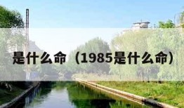 是什么命（1985是什么命）