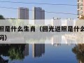 回光返照是什么生肖（回光返照是什么生肖或什么号码）