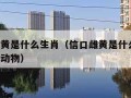 信口雌黄是什么生肖（信口雌黄是什么生肖,是什么动物）