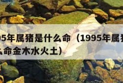 1995年属猪是什么命（1995年属猪是什么命金木水火土）