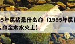 1995年属猪是什么命（1995年属猪是什么命金木水火土）