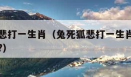 兔死狐悲打一生肖（兔死狐悲打一生肖是指什么动物?）